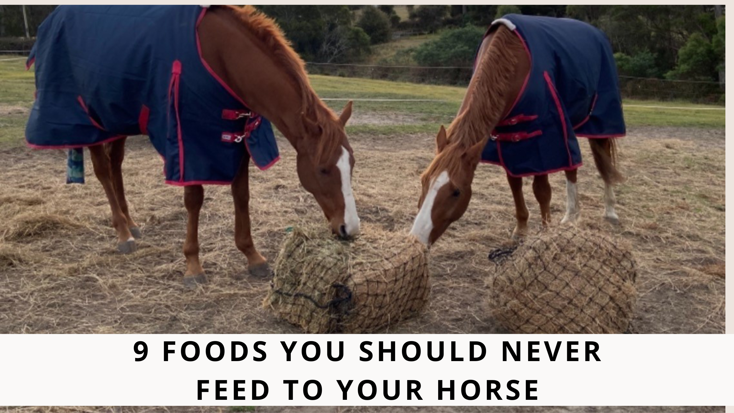 9 Foods You Should Never Feed to Your Horse – Gutzbusta USA