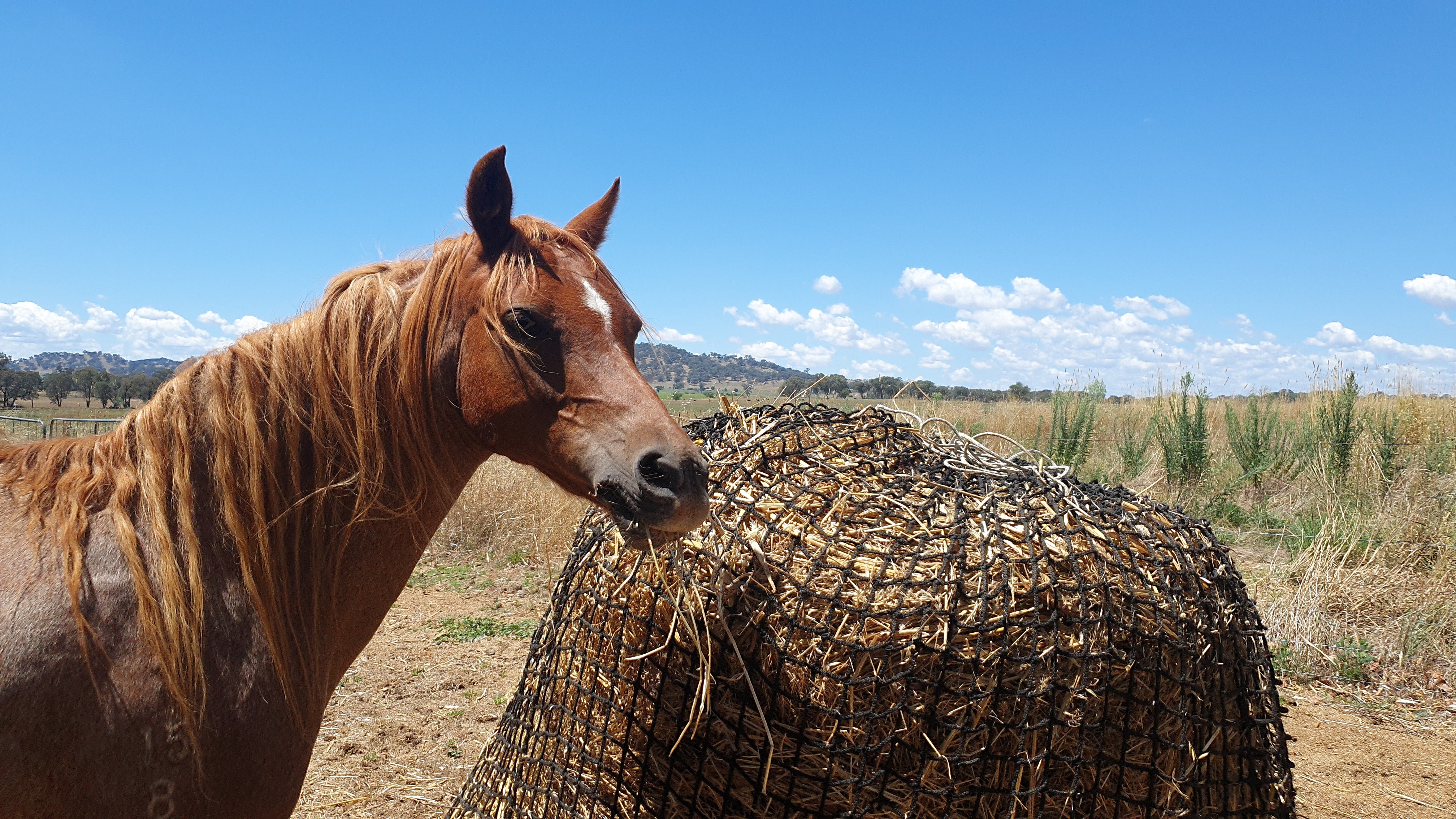 Hay Net All Slow Feed Hay Nets & Large Bale Nets – Gutzbusta USA