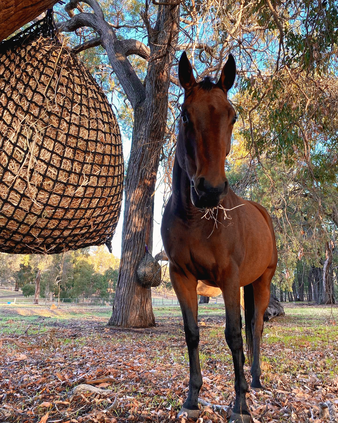 Hay Net Knotless Hay Nets – Gutzbusta USA