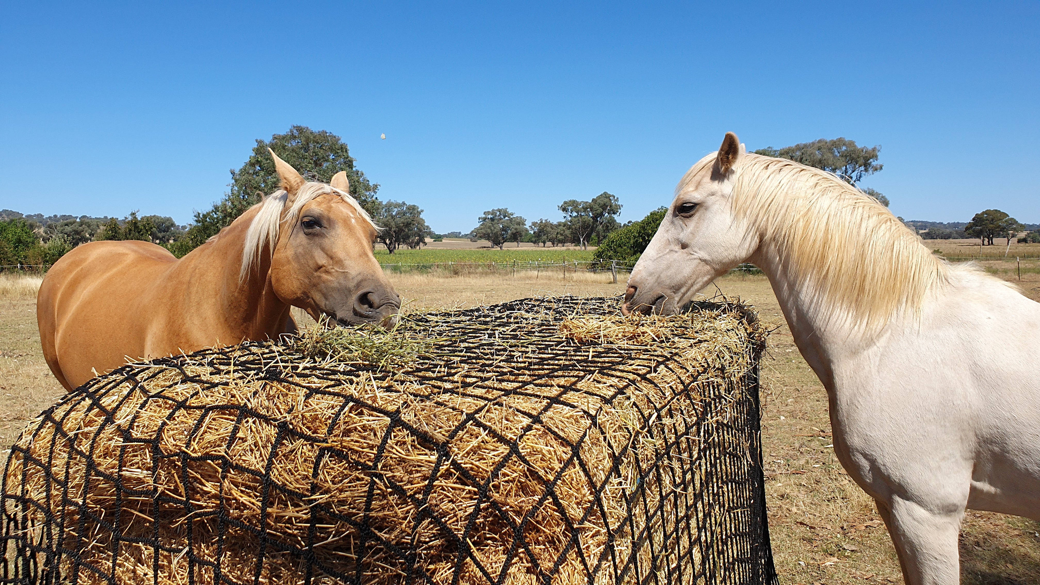 Busy horse hay on sale bag